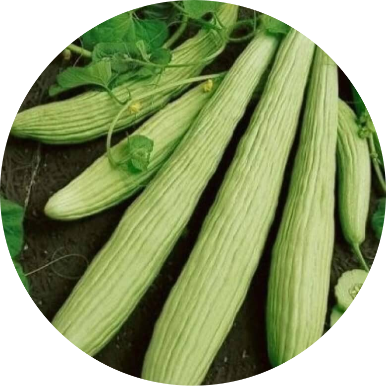 Long Melon - Liza